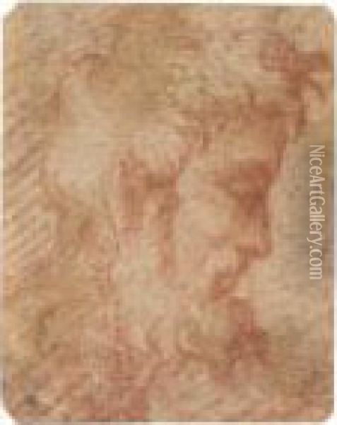 Head Of A Bearded Man In Profile To The Right Oil Painting - Girolamo Francesco Maria Mazzola (Parmigianino)