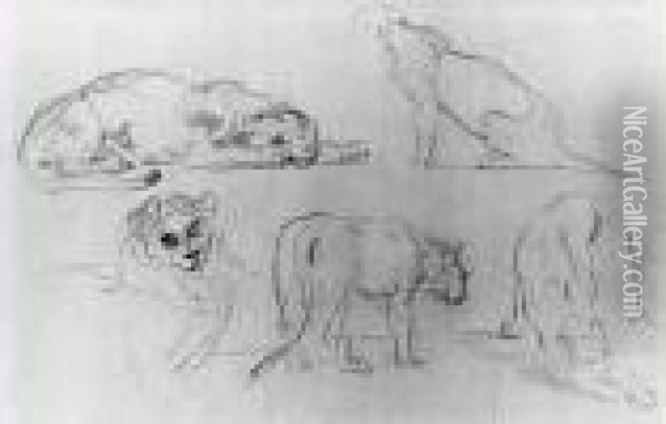 Cinq Etudes De Lionnes Oil Painting - Eugene Delacroix