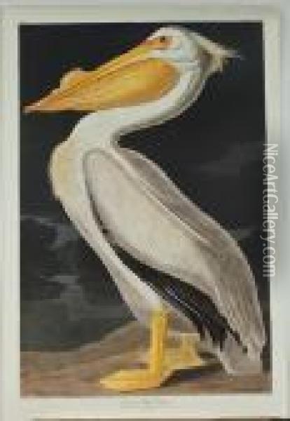 American White Pelican Oil Painting - John James Audubon