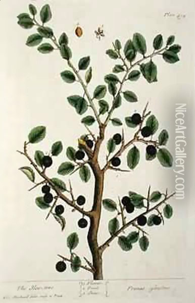 The Sloe Tree, plate 494 from 'The Curious Herbal' Oil Painting - Elizabeth Blackwell
