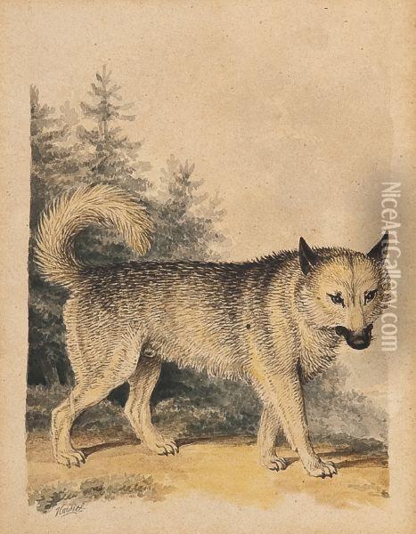 Drawing Of A Wolf Oil Painting - Samuel Howitt