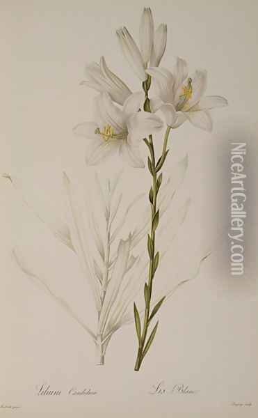Lilium Candidum, from Les Liliacees, 1807 Oil Painting - Pierre-Joseph Redoute