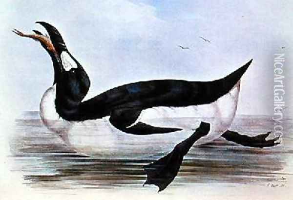 The Great Auk illustration from The Birds of Europe Oil Painting - Edward Lear