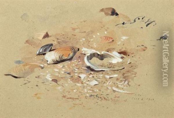 Sea Shells Oil Painting - Archibald Thorburn