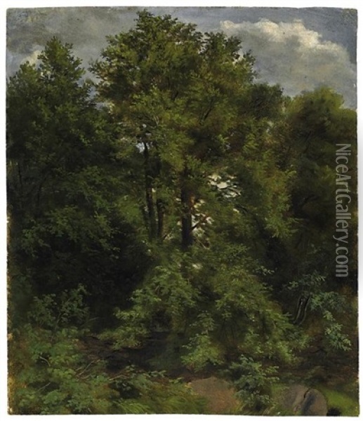 Naturstudie Von Der Pilnitzer Elbinsel Oil Painting - Carl Gustav Carus