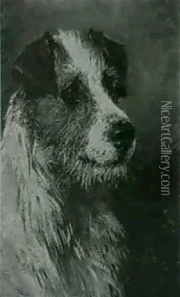 Jim;                                                        Head Of A Jack Russell Oil Painting - John Emms