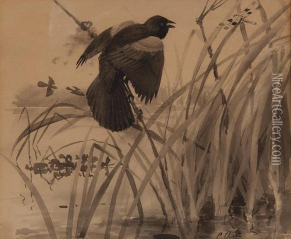 Red-winged Blackbird And Dragonfly Oil Painting - Louis Agassiz Fuertes