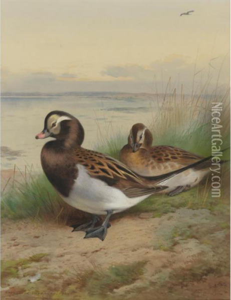 Long Tailed Duck, Summer Oil Painting - Archibald Thorburn