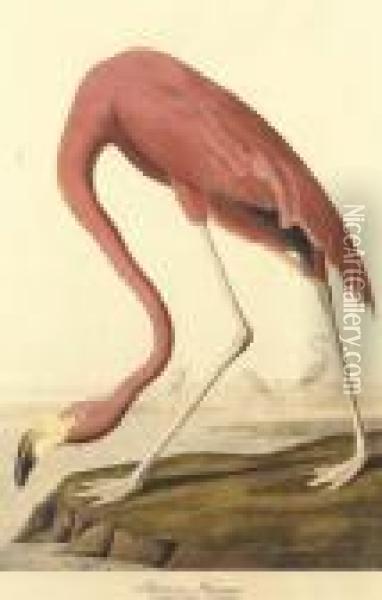 American Flamingo. Old Male., From Birds Of America Oil Painting - John James Audubon