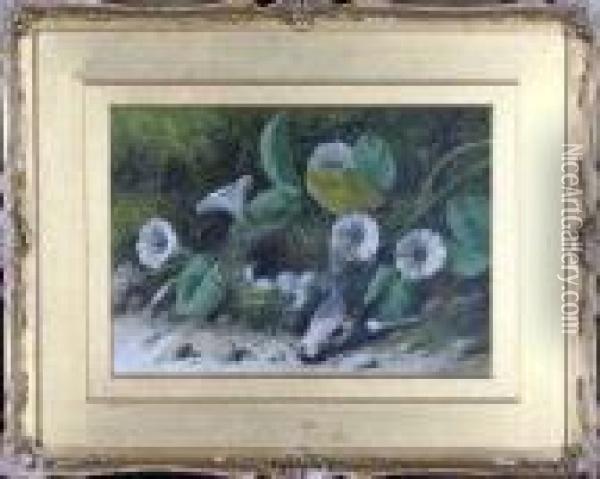 A Birds Nest In A Hedgerow Oil Painting - William Cruickshank