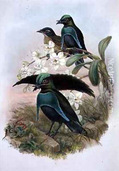 Lophornina Superb Bird of Paradise Oil Painting - Gould, John & Hart, William