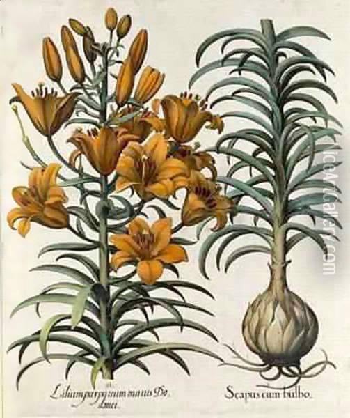 Lilium purpureum mauis Do danei and Scapus cum bulbo Oil Painting - Basilius Besler