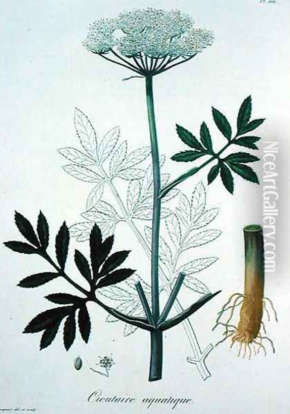 Cicuta Virosa from Phytographie Medicale Oil Painting - L.F.J. Hoquart