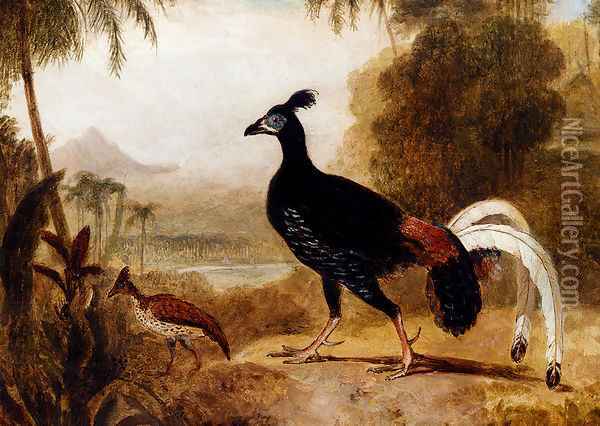 The Fire Pheasant Of The Island Of Java Oil Painting - William Daniell RA