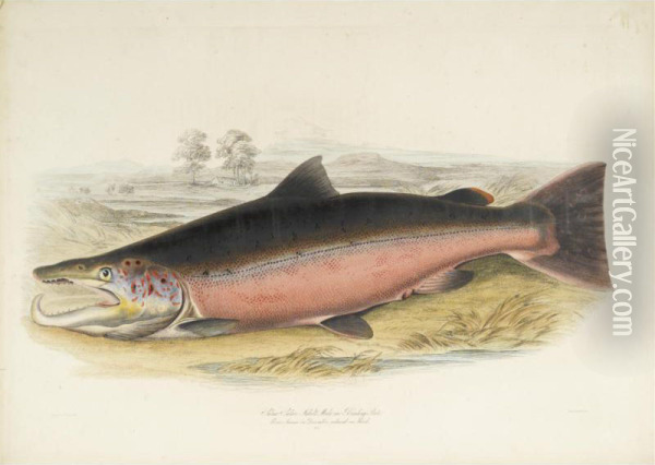 British Salmonidae Oil Painting - William, Sir Jardine