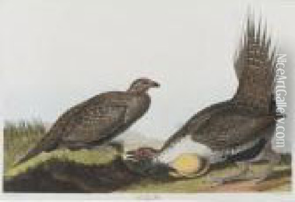 Cock Of The Plains (plate Ccclxxi) Oil Painting - John James Audubon