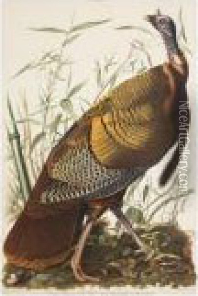 Great American Cock Male Oil Painting - John James Audubon