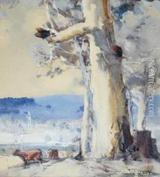 Gum Trees With Grazing Cows Oil Painting - Harold Brocklebank Herbert