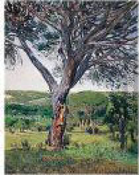 Pinos Del Plantio De Los Infantes (pine Trees In The Plantio De Los Infantes) Oil Painting - Aureliano de Beruete y Moret