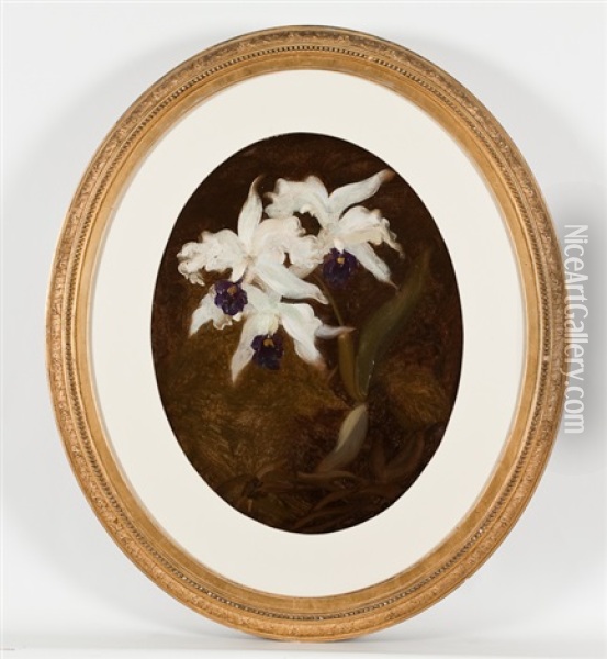 Orchids Oil Painting - Stuart James Park