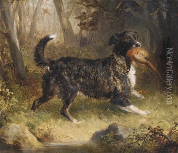 A Setter Retrieving A Cock Pheasant Oil Painting - Thomas Woodward