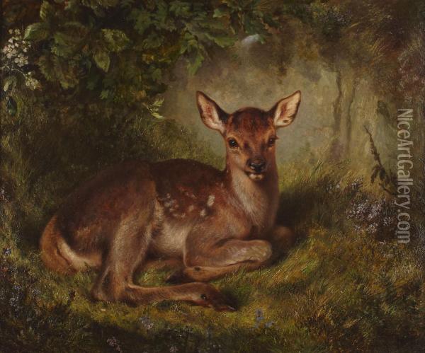 Fawn In A Clearing Oil Painting - Samuel John Carter