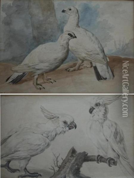 Ptarmigan; Parrots A Pair, The Former Signed Oil Painting - Aert Schouman