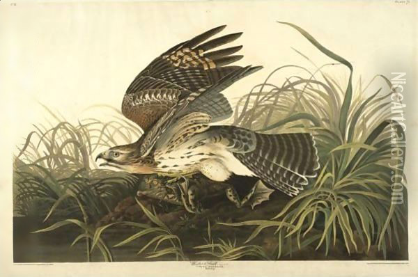Winter Hawk (Plate 71) Oil Painting - John James Audubon
