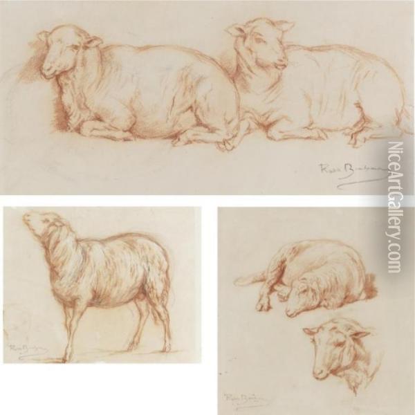 Sheep Resting, A Single Sheep And Studies Of A Sheep (three Works) Oil Painting - Rosa Bonheur
