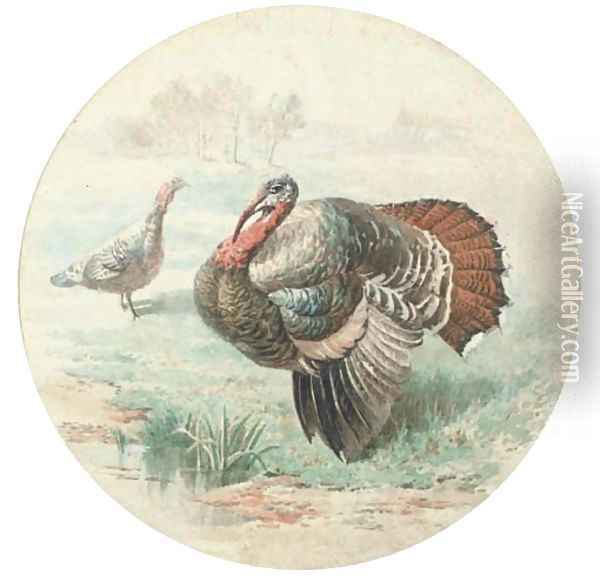 Courting turkeys Oil Painting - English School