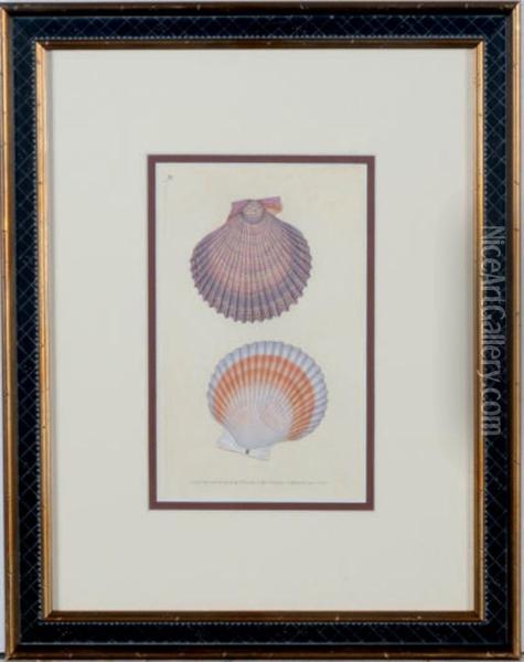 Shells Oil Painting - Edward Donovan