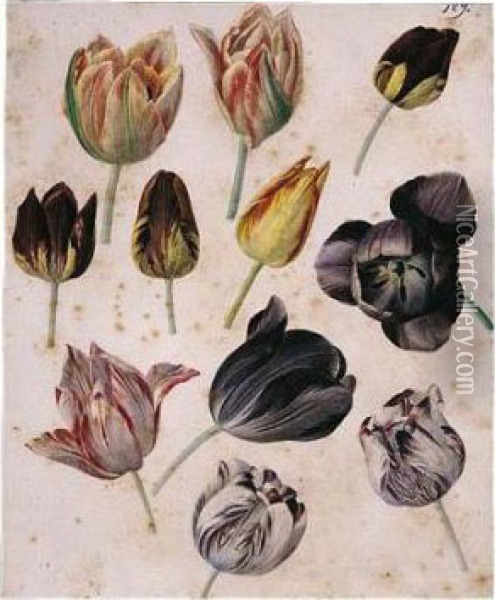 Study Of Eleven Tulips Oil Painting - Pierre-Joseph Redoute