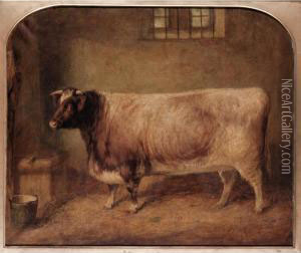 A Prize Shorthorn In A Stable Oil Painting - Gourlay Steell
