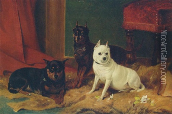 Two Manchester Terriers With An Old English White Terrier Oil Painting - Richard Ansdell