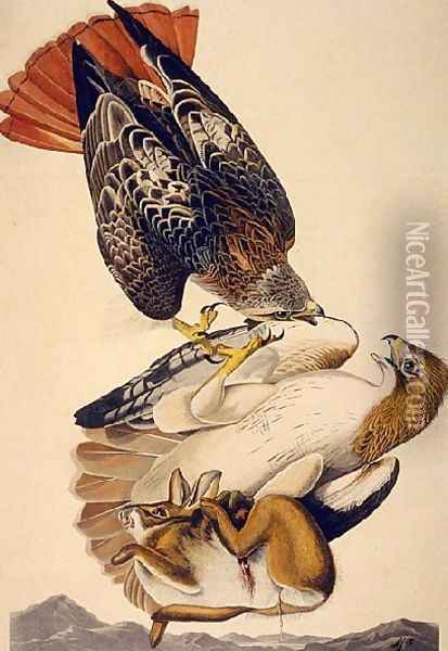 Red Tailed Hawk Oil Painting - John James Audubon