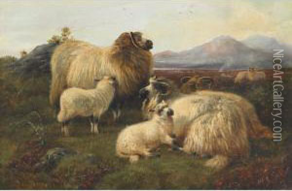 Long Horn Sheep Resting In The Highlands Oil Painting - Robert Watson