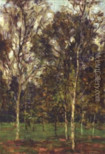 Birch Woods Oil Painting - Aloysius C. O'Kelly