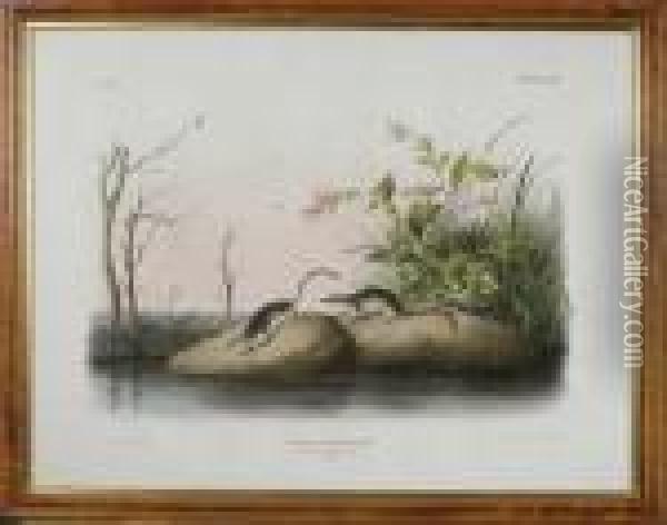 American Marsh Shrew Oil Painting - John James Audubon