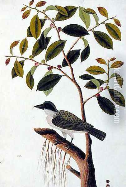 Poko Jabie Jabie, Boorong Sie-aras, from 'Drawings of Birds from Malacca', c.1805-18 Oil Painting - Anonymous Artist