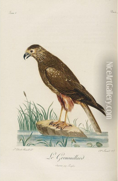 Histoire Naturelle Des Oiseaux D