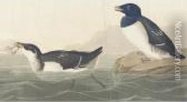 Little Auk And Hyperborean Phalarope Oil Painting - John James Audubon