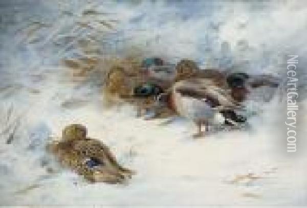 Mallard In The Snow Oil Painting - Archibald Thorburn
