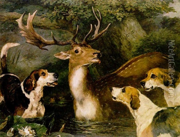 The Stag At Bay Oil Painting - John Emms