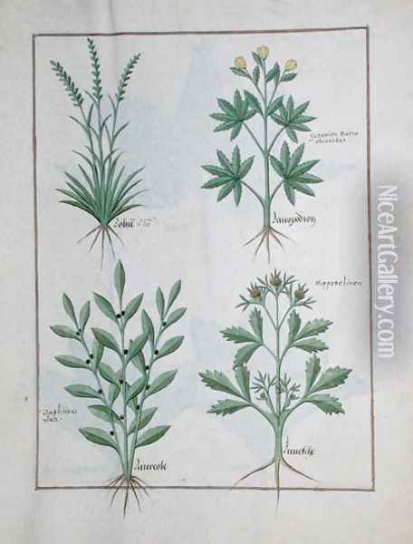 Top row- Lolni and Geranium. Bottom row- Daphnoides and Parsley, illustration from The Book of Simple Medicines, by Matteaus Platearius d.c.1161 c.1470 Oil Painting - Robinet Testard