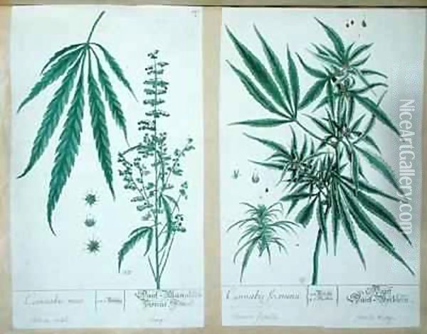 Cannabis mas and Cannabis foemina, from 'Herbarium Blackwellianum' Oil Painting - Elizabeth Blackwell