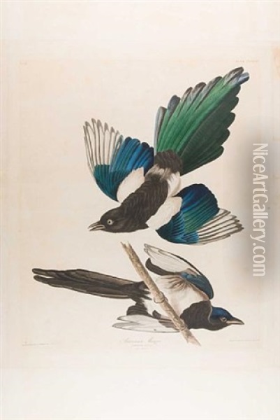American Magpie, Pl. Ccclvii (from The Havell Edition Of The Birds Of America) Oil Painting - John James Audubon