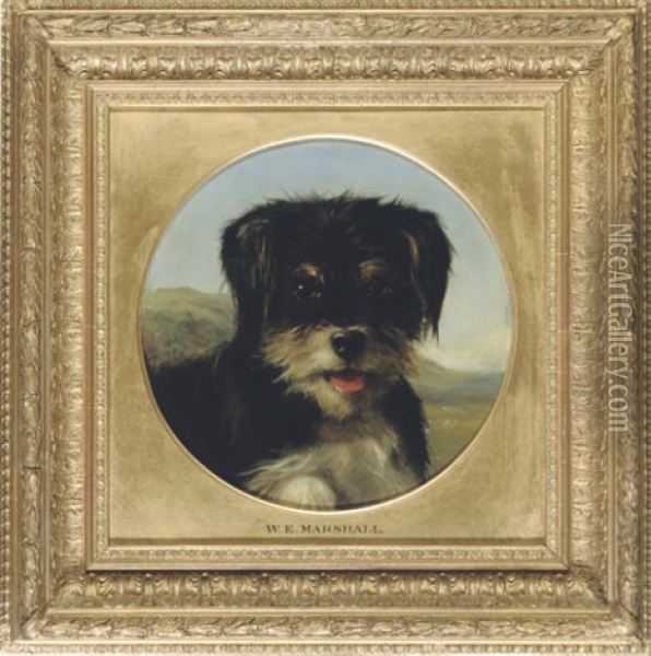 The Head Of A Terrier Oil Painting - William Elstob Marshall