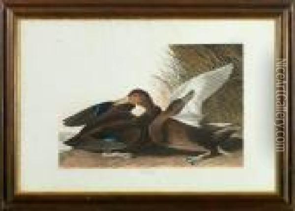Dusky Duck Oil Painting - John James Audubon