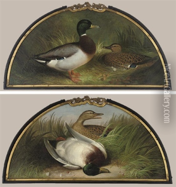 Making A Nest (+ A Great Shot; Pair) Oil Painting - Abel Hold