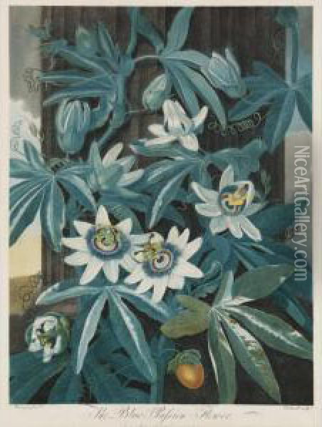 Temple Of Flora: The Blue Passion Flower Oil Painting - Robert John, Dr. Thornton
